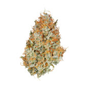 Royal Queen Seeds Amnesia Haze graines de cannabis autofloraison (paquet de 3 graines)