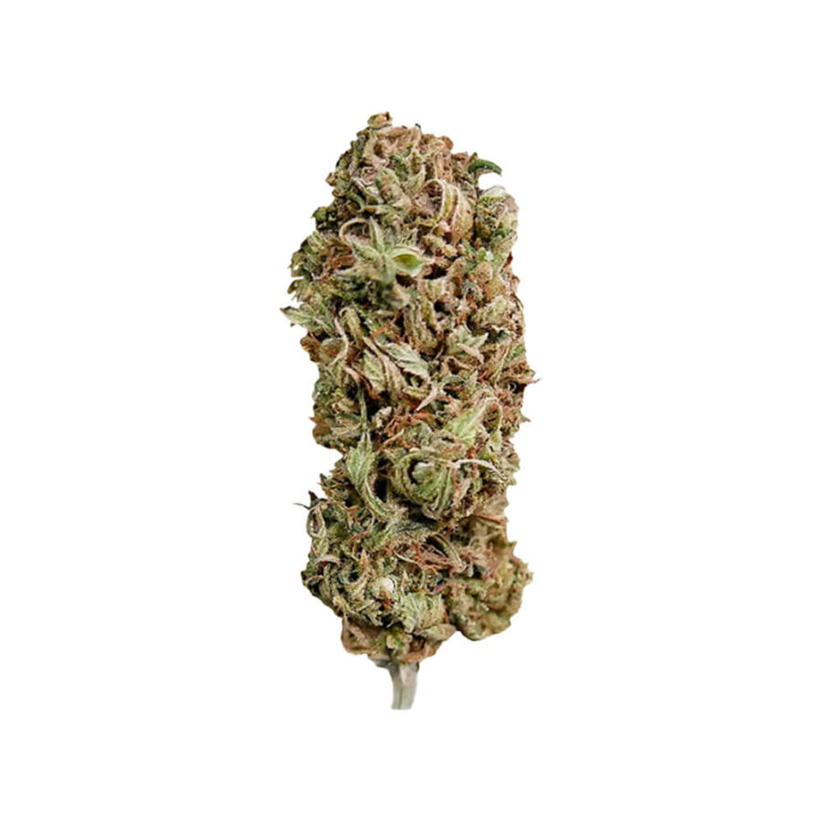 Royal Queen Seeds Amnesia Haze graines de cannabis feminisées (paquet de 5 graines)