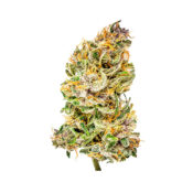 Royal Queen Seeds Bubblekush Auto graines de cannabis autofloraison (paquet de 3 graines)