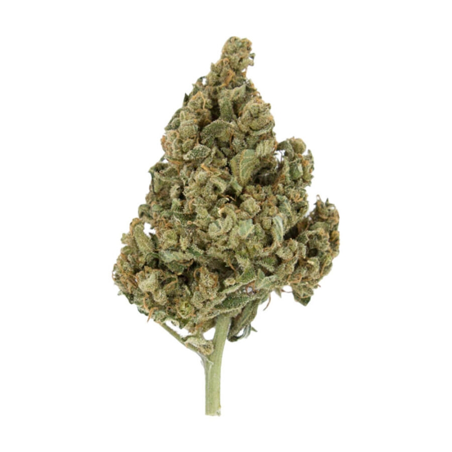 Royal Queen Seeds Lemon Shining Silver Haze graines de cannabis feminisées (paquet de 3 graines)