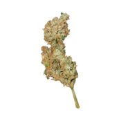 Royal Queen Seeds Royal Creamatic graines de cannabis autofloraison (paquet de 3 graines)