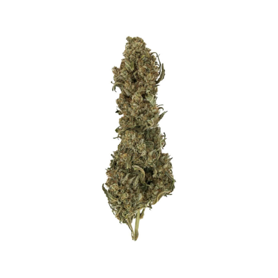 Royal Queen Seeds Royal Medic CBD graines de cannabis (paquet de 3 graines)