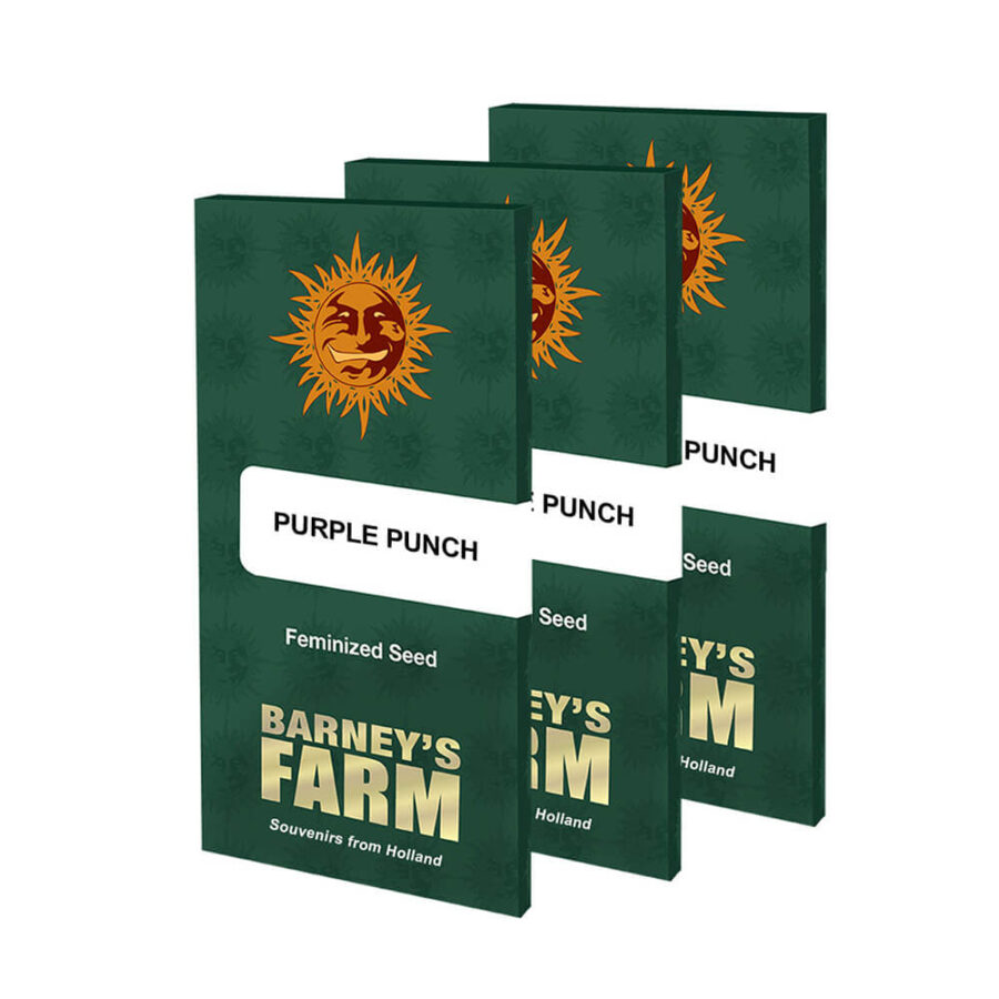 Barney's Farm Purple Punch (paquet de 5 graines)