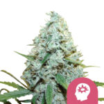 Royal Queen Seeds AMG graines de cannabis feminisées (paquet de 3 graines)