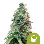 Royal Queen Seeds Amnesia Haze graines de cannabis autofloraison (paquet de 3 graines)