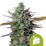 Royal Queen Seeds Blue Cheese Auto graines de cannabis autofloraison (paquet de 5 graines)