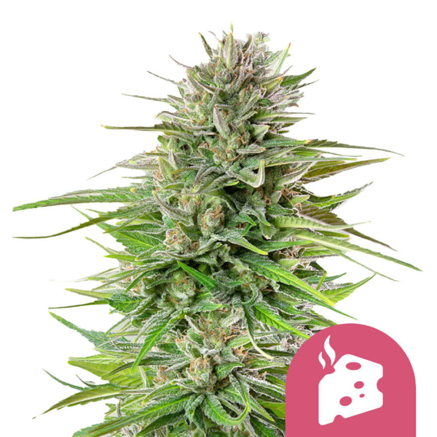 Royal Queen Seeds Blue Cheese graines de cannabis feminisées (paquet de 3 graines)