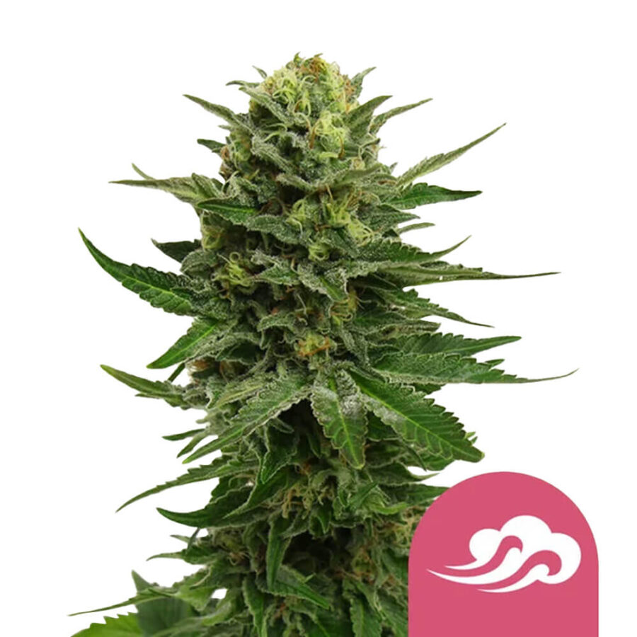 Royal Queen Seeds Blue Mystic graines de cannabis feminisées (paquet de 3 graines)