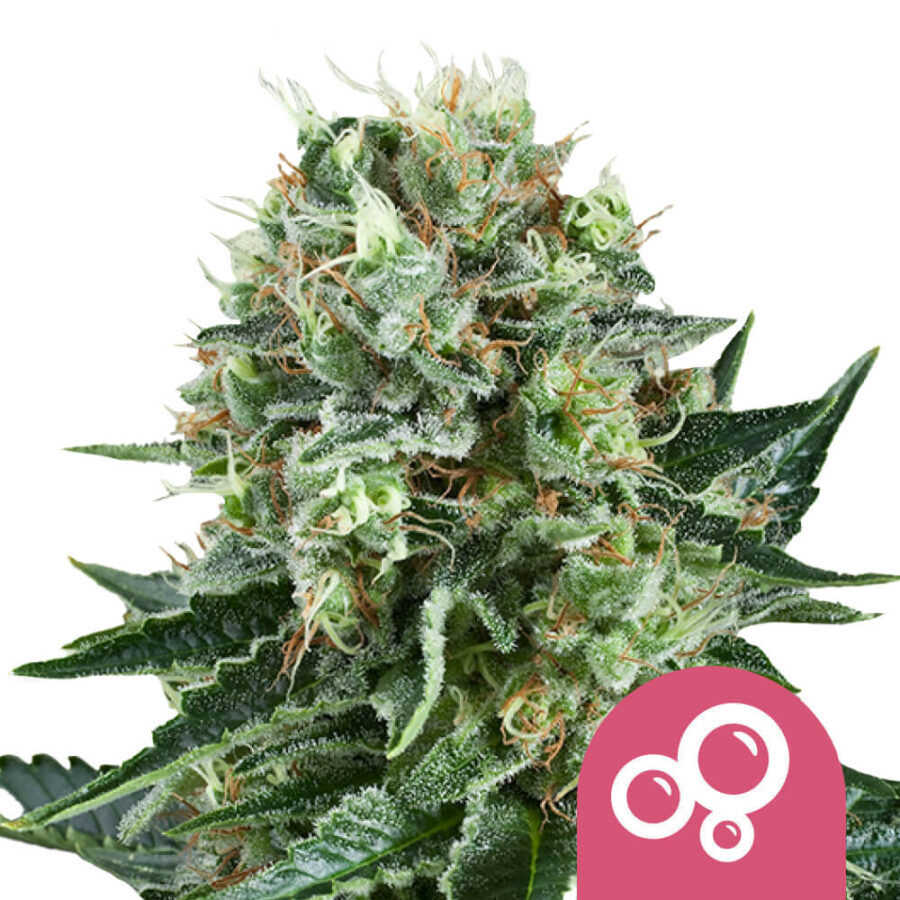 Royal Queen Seeds Bubble Kush graines de cannabis feminisées (paquet de 3 graines)