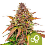 Royal Queen Seeds Bubblekush Auto graines de cannabis autofloraison (paquet de 5 graines)