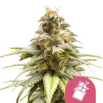 Royal Queen Seeds Chocolate Haze graines de cannabis feminisées (paquet de 5 graines)