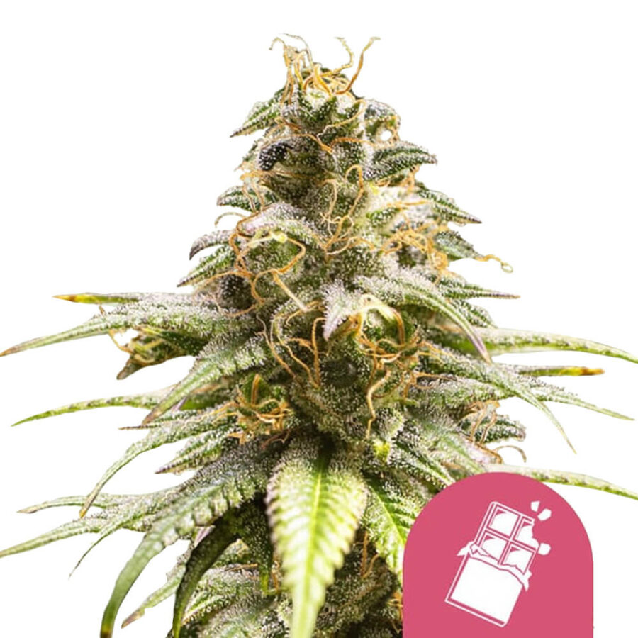 Royal Queen Seeds Chocolate Haze graines de cannabis feminisées (paquet de 3 graines)