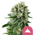 Royal Queen Seeds Critical Kush graines de cannabis feminisées (paquet de 5 graines)