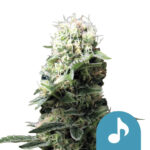 Royal Queen Seeds Dance World CBD graines de cannabis (paquet de 5 graines)