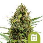 Royal Queen Seeds Diesel Auto graines de cannabis autofloraison (paquet de 3 graines)