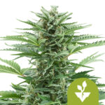 Royal Queen Seeds Easy Bud graines de cannabis autofloraison (paquet de 5 graines)