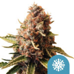 Royal Queen Seeds Euphoria CBD graines de cannabis (paquet de 5 graines)