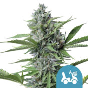 Royal Queen Seeds Fast Eddy Auto CBD graines de cannabis (paquet de 3 graines)