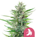 Royal Queen Seeds Fat Banana graines de cannabis feminisées (paquet de 5 graines)