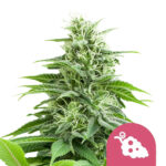 Royal Queen Seeds Fruit Spirit graines de cannabis feminisées (paquet de 3 graines)