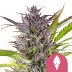 Royal Queen Seeds Green Gelato graines de cannabis feminisées (paquet de 5 graines)