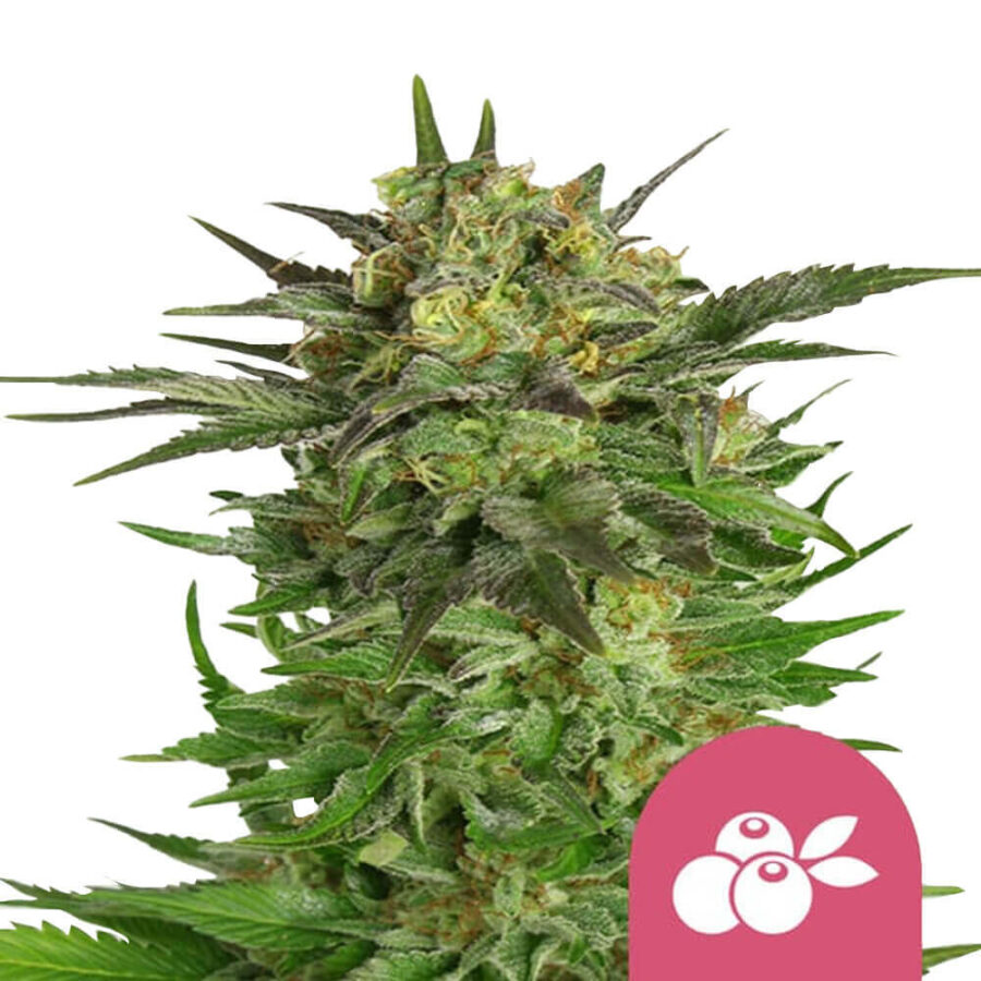 Royal Queen Seeds Haze Berry graines de cannabis feminisées (paquet de 3 graines)