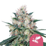 Royal Queen Seeds Honey Cream graines de cannabis feminisées (paquet de 3 graines)