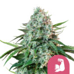 Royal Queen Seeds Hulk Berry graines de cannabis feminisées (paquet de 3 graines)