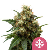 Royal Queen Seeds ICE graines de cannabis feminisées (paquet de 3 graines)