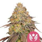 Royal Queen Seeds Legendary OG Punch graines de cannabis feminisées (paquet de 5 graines)