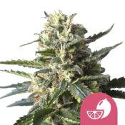 Royal Queen Seeds Lemon Shining Silver Haze graines de cannabis feminisées (paquet de 3 graines)