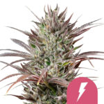 Royal Queen Seeds North Thunderfuck graines de cannabis feminisées (paquet de 3 graines)