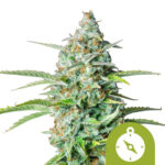 Royal Queen Seeds Northern Light Auto graines de cannabis autofloraison (paquet de 5 graines)