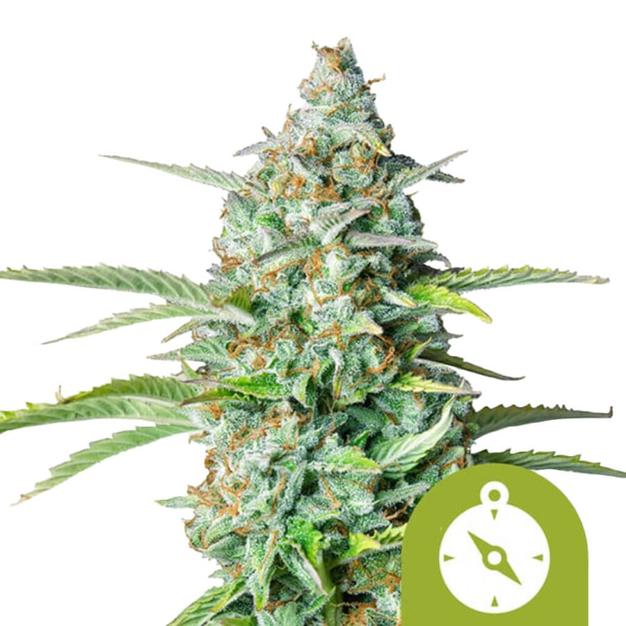 Royal Queen Seeds Northern Light Auto graines de cannabis autofloraison (paquet de 3 graines)