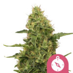 Royal Queen Seeds Northern Light graines de cannabis feminisées (paquet de 5 graines)