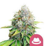 Royal Queen Seeds O.G. Kush graines de cannabis feminisées (paquet de 3 graines)