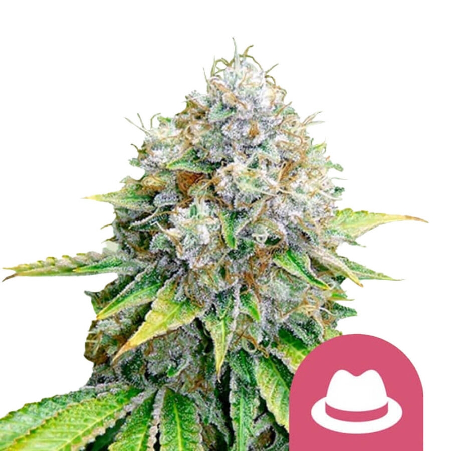 Royal Queen Seeds O.G. Kush graines de cannabis feminisées (paquet de 3 graines)