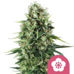 Royal Queen Seeds Power Flower graines de cannabis feminisées (paquet de 5 graines)