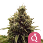 Royal Queen Seeds Purple Queen graines de cannabis feminisées (paquet de 3 graines)