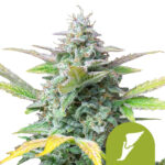 Royal Queen Seeds Quick One graines de cannabis autofloraison (paquet de 5 graines)