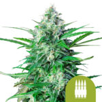 Royal Queen Seeds Royal AK Auto graines de cannabis autofloraison (paquet de 5 graines)