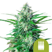 Royal Queen Seeds Royal AK Auto graines de cannabis autofloraison (paquet de 3 graines)