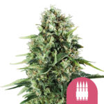 Royal Queen Seeds Royal AK graines de cannabis feminisées (paquet de 3 graines)