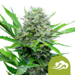 Royal Queen Seeds Royal Bluematic graines de cannabis autofloraison (paquet de 5 graines)