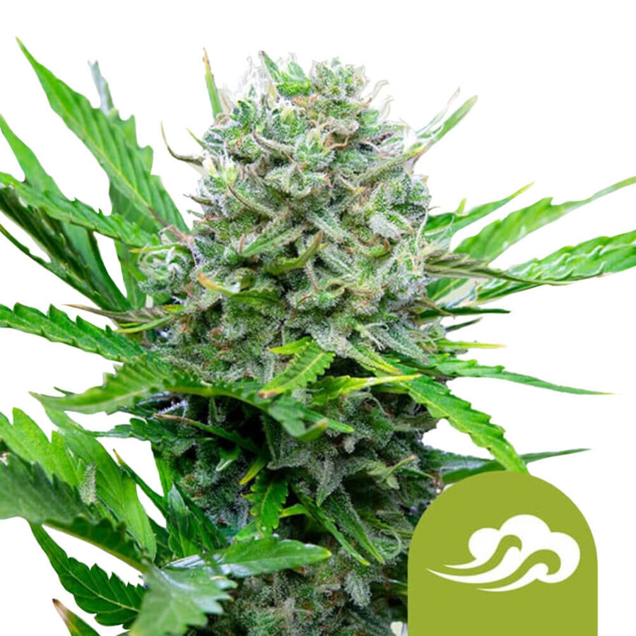 Royal Queen Seeds Royal Bluematic graines de cannabis autofloraison (paquet de 3 graines)