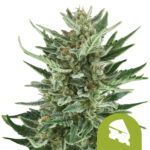 Royal Queen Seeds Royal Cheese Auto graines de cannabis autofloraison (paquet de 3 graines)