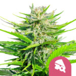 Royal Queen Seeds Royal Cheese graines de cannabis feminisées (paquet de 3 graines)