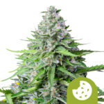 Royal Queen Seeds Royal cookies graines de cannabis autofloraison (paquet de 5 graines)