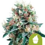 Royal Queen Seeds Royal Creamatic graines de cannabis autofloraison (paquet de 3 graines)