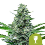 Royal Queen Seeds Royal Critical Auto graines de cannabis autofloraison (paquet de 5 graines)